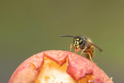Common wasp