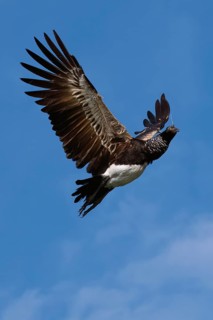 Flying Horned Screamer