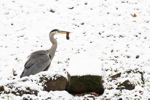 Grey heron