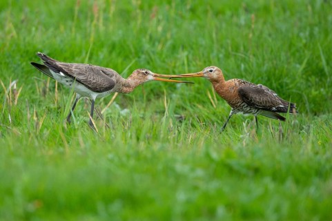 Black-tailed Godwit