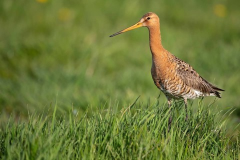 Black-tailed Godwit