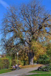Large old autumnal oak tree