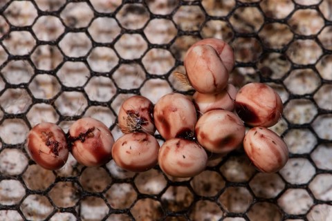 Atlas silk moth many reddish eggs