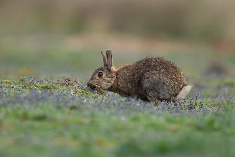Rabbit