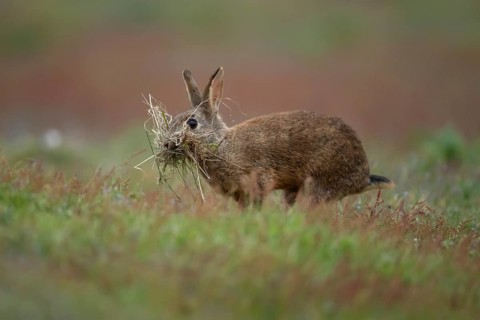 Rabbit