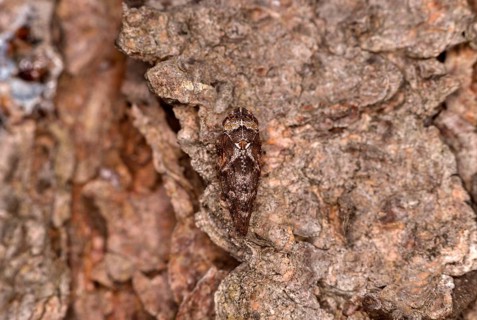 Pine foam cicada