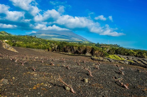 UNESCO-designated historical vineyards below Ponta do Pico