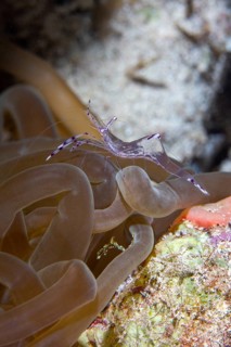 Anemone partner shrimp