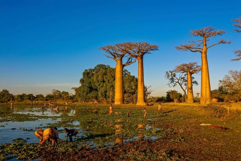 People fishing at the Avenue de Baobabs at sunset