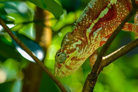 Malagasy giant chameleon