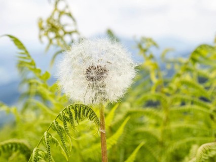Dandelion