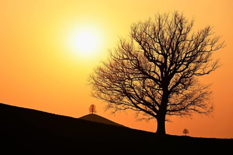 Silhouettes of an oak tree