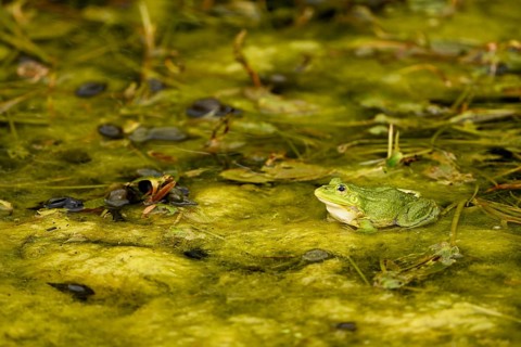 Green frog