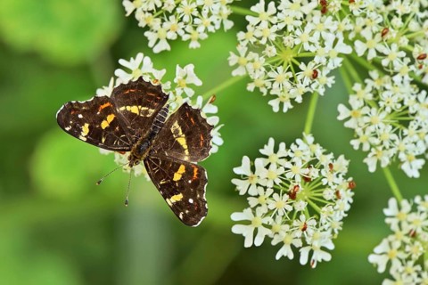 Map butterfly