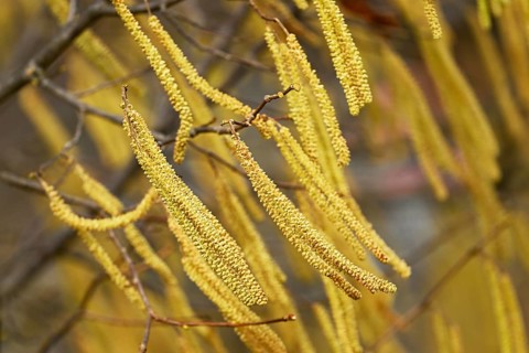 Common hazel