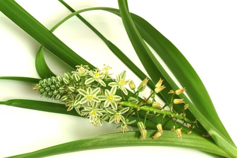 Medicinal plant genuine sea onion