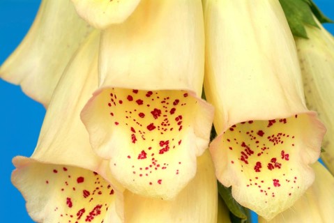 Big-flowered foxglove