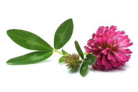 Meadow clover