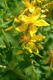 Medicinal plant St. John's wort