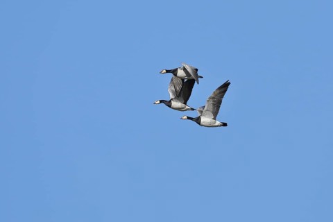 Barnacle geese
