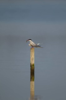Common tern