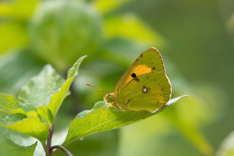 Clouded yellow butterfly