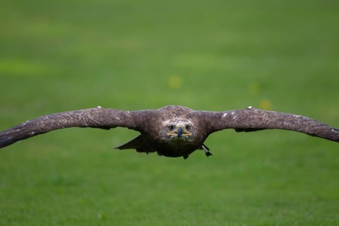 Steppe eagle