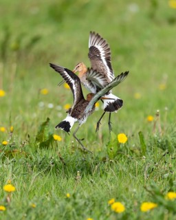 Black-tailed Godwit