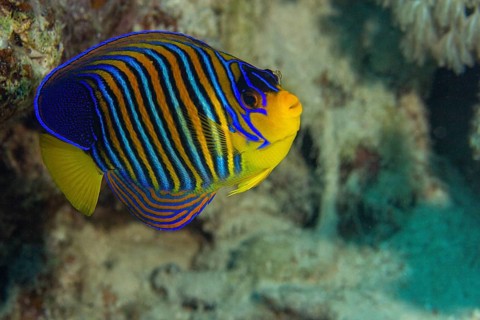 Royal angelfish