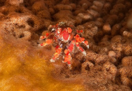 Mystrious tear crab