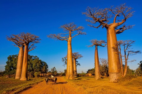 Ox cart at the Avenue de Baobabs near Morondavia