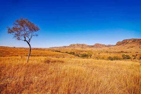 Savannah in the Isalo National Park