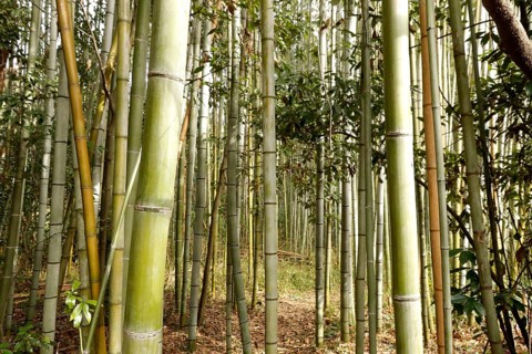 Bamboo trunks in the Arashiyama bamboo forest in Kyoto