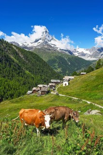 Two cows standing on a mountain meadow in front of the Matterhorn