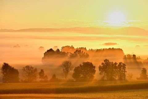 Meadows and trees in the early morning mist