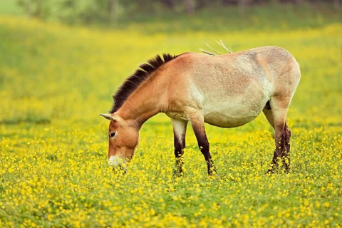 Przewalski's horse