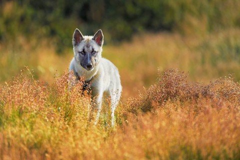Adult Greenland Dog standing in a meadow