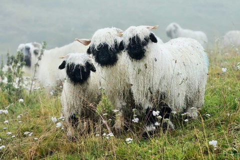 Valais black-nosed domestic sheep