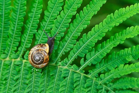 Grove snail