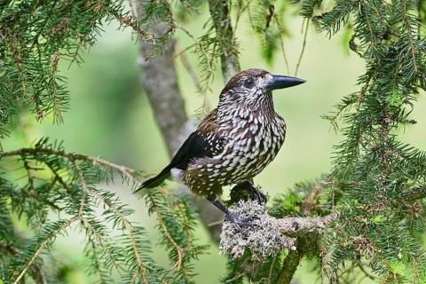 Spotted nutcracker