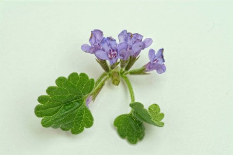 Medicinal plant Gundermann