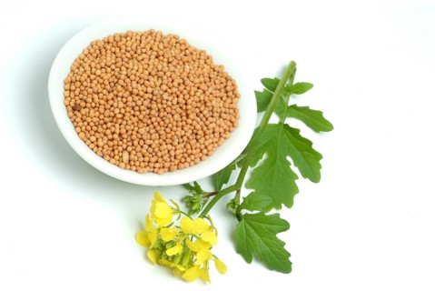 Medicinal plant White mustard