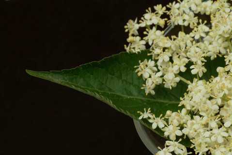 Black elder