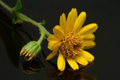 Arnica