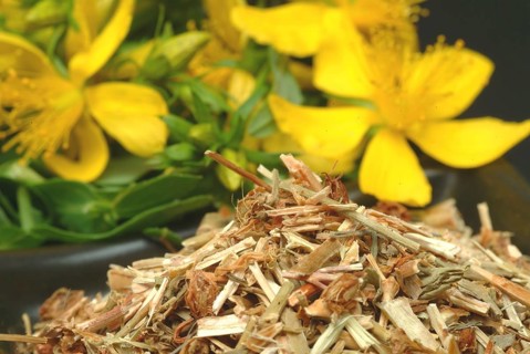 Medicinal plant St. John's wort