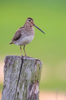 Common Snipe