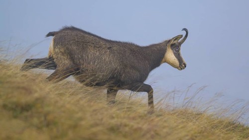 Chamois