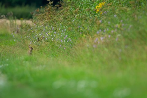 Rabbit