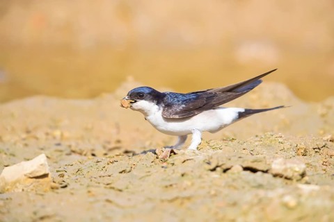 Common house martin