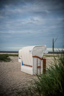 European marram grass